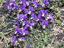 Schiena_dell_Asino - Viola_aethnensis_Schiena_dell_asino_012.jpg