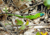iammaro LupoLacerta viridis