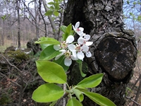 Serra_Buffa - 20110417%20089.jpg