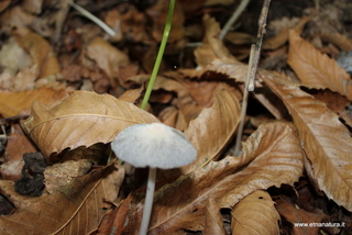 Tarderia