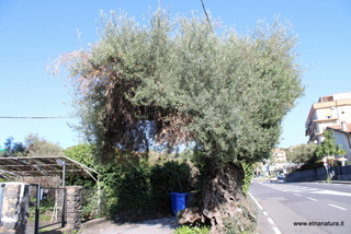 Ulivo del Canalicchio