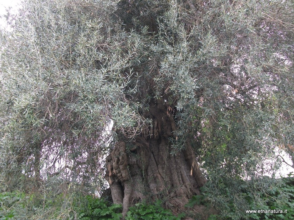 Ulivo di Motta