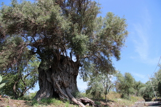 Ulivo di Motta: 6 visite oggi