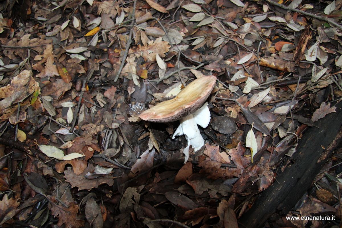 Agaricus sylvicola