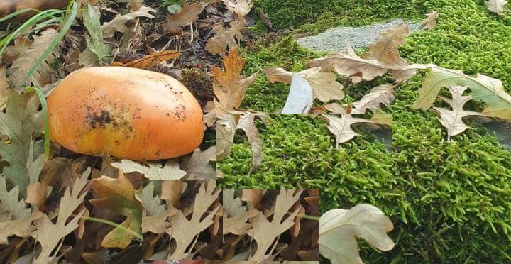 Amanita caesarea