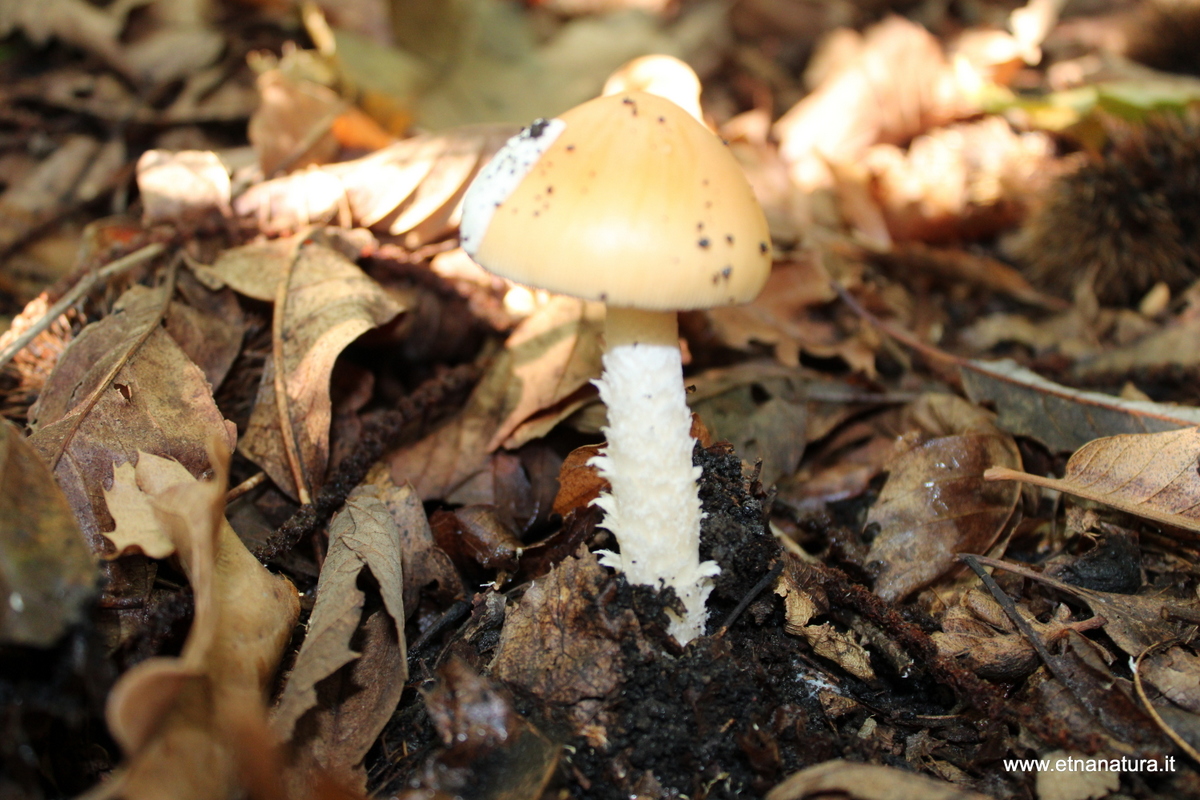 Amanita crocea
