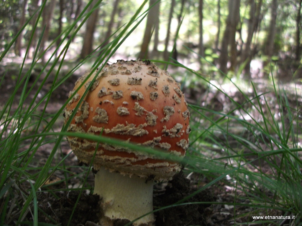 Amanita muscaria