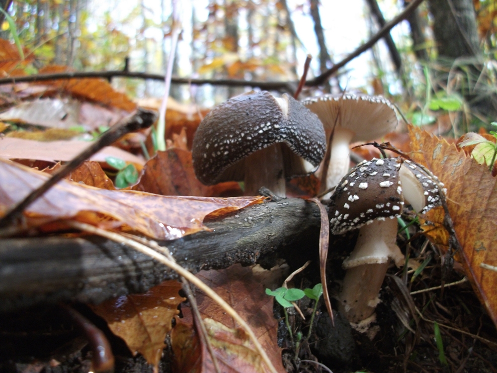 Amanita pantherina