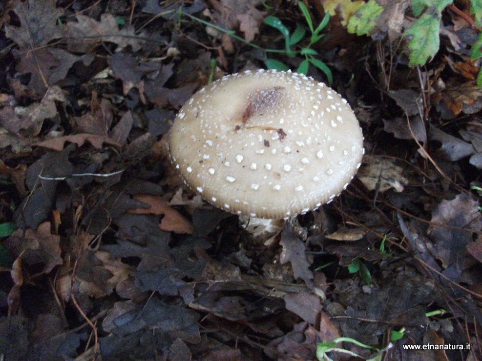 Amanita phalloides