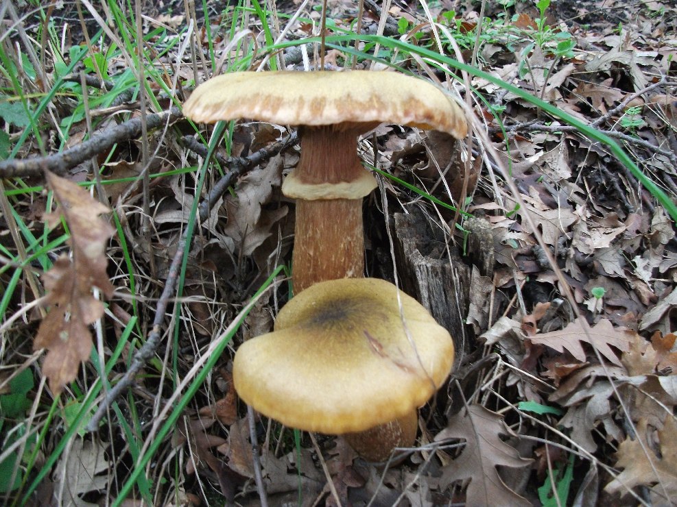 Armillaria mellea Armillaria mellea