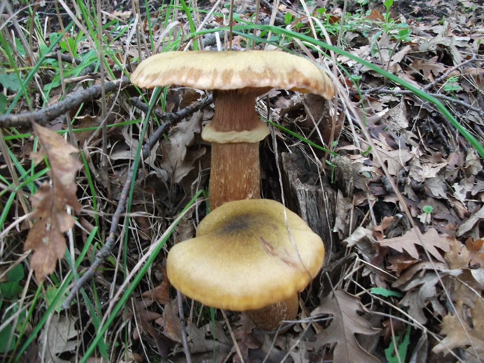 Armillaria mellea