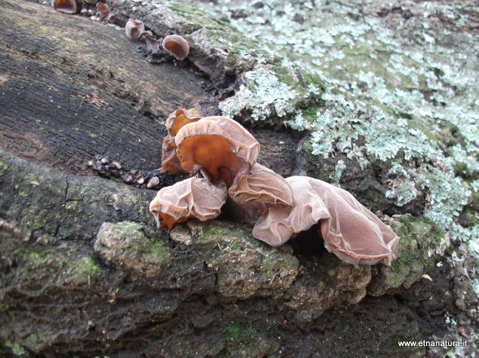 Auricularia auricula-judae