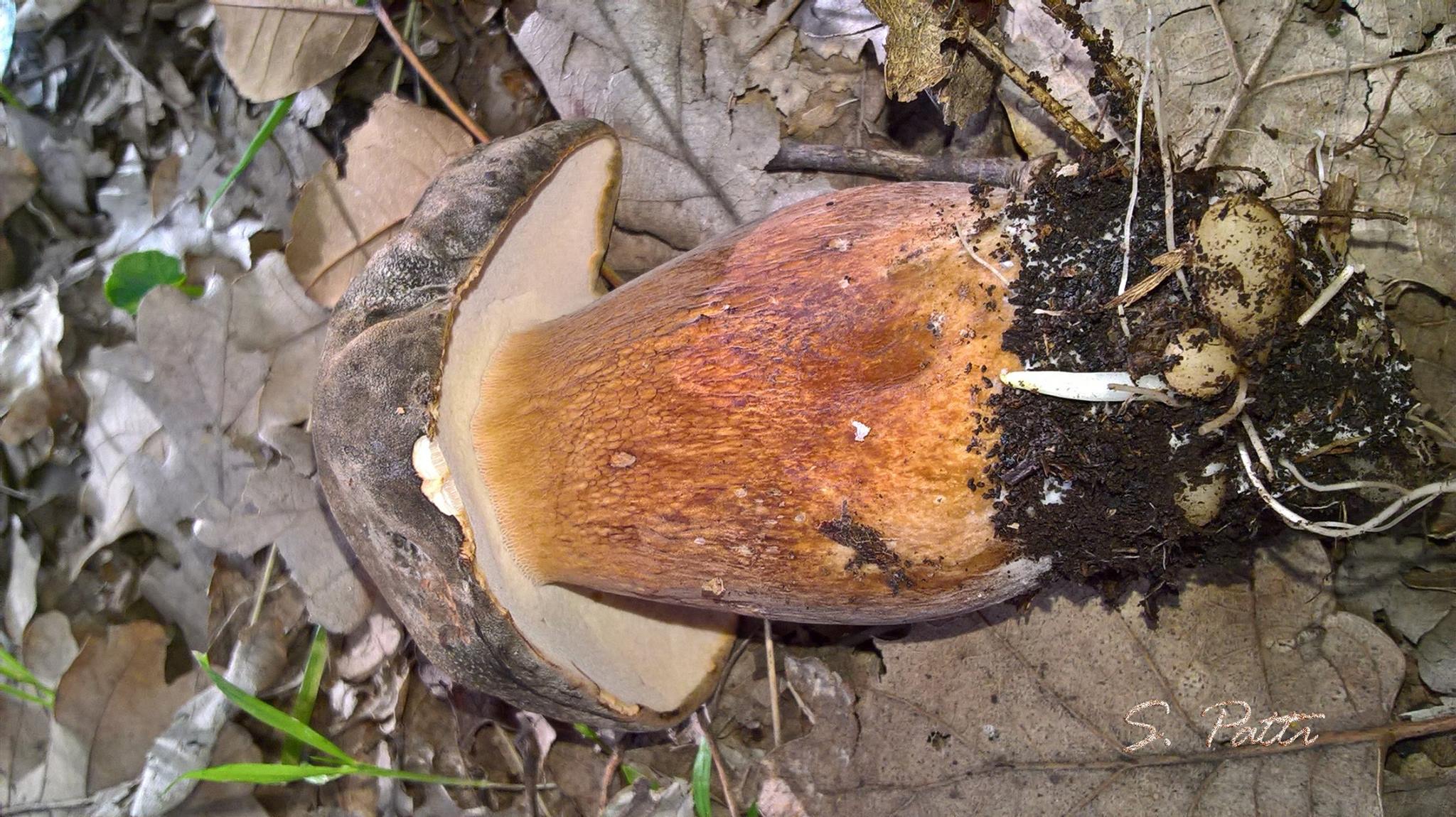 Boletus aereus