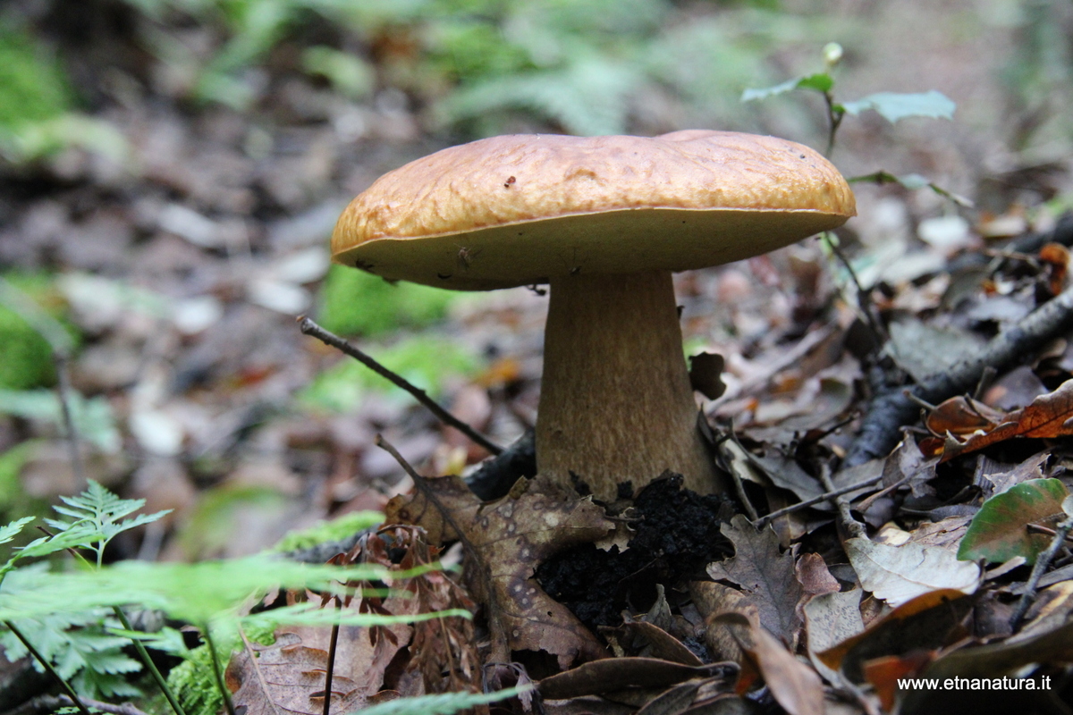 Boletus aestivalis