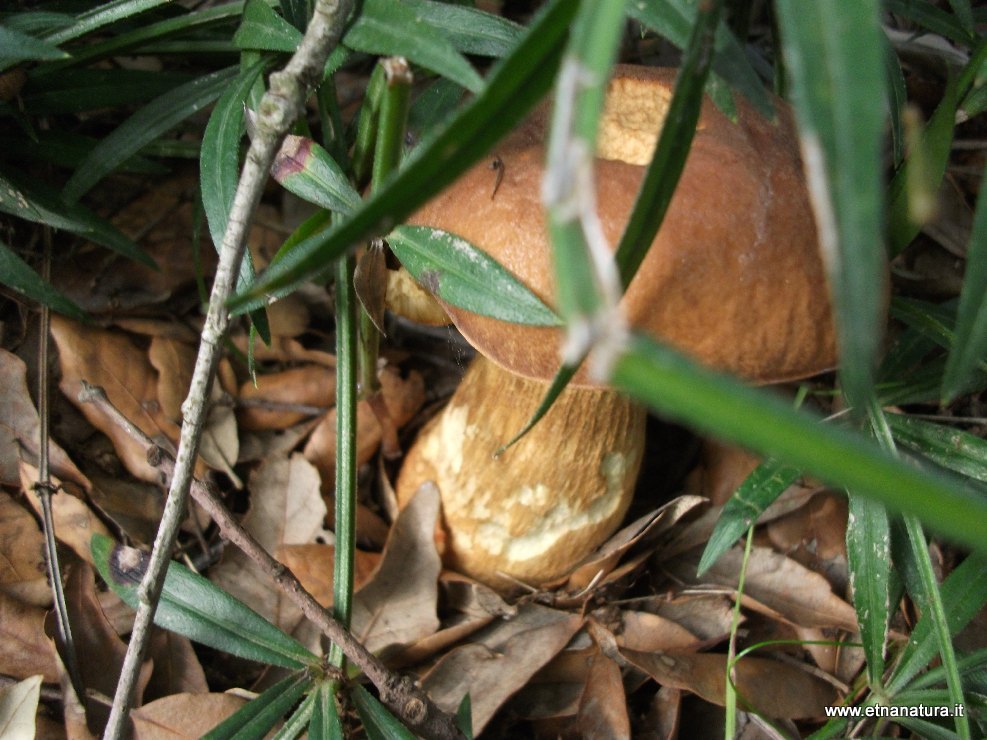 Boletus edulis Boletus edulis