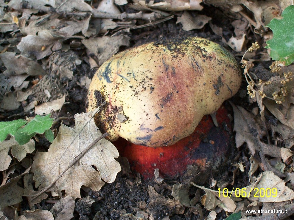 Boletus rhodopurpureus