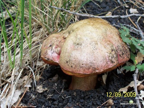 Boletus rhodoxanthus