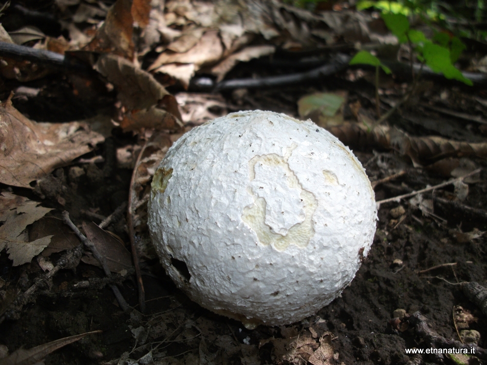 Calvatia excipuliformis