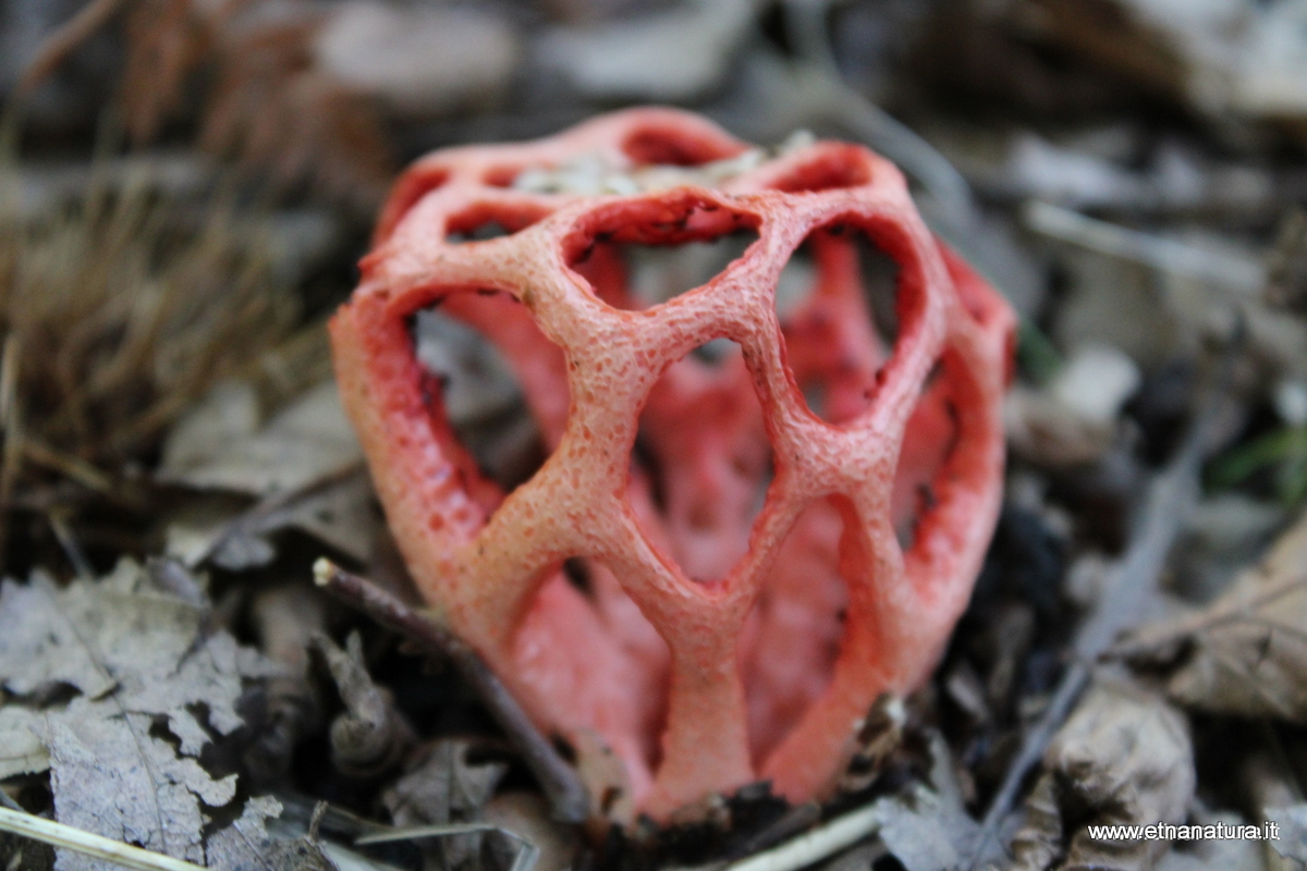 Clathrus ruber
