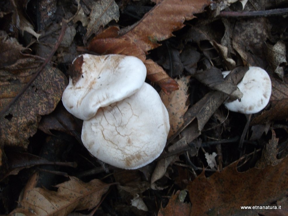 Clitocybe cerussata