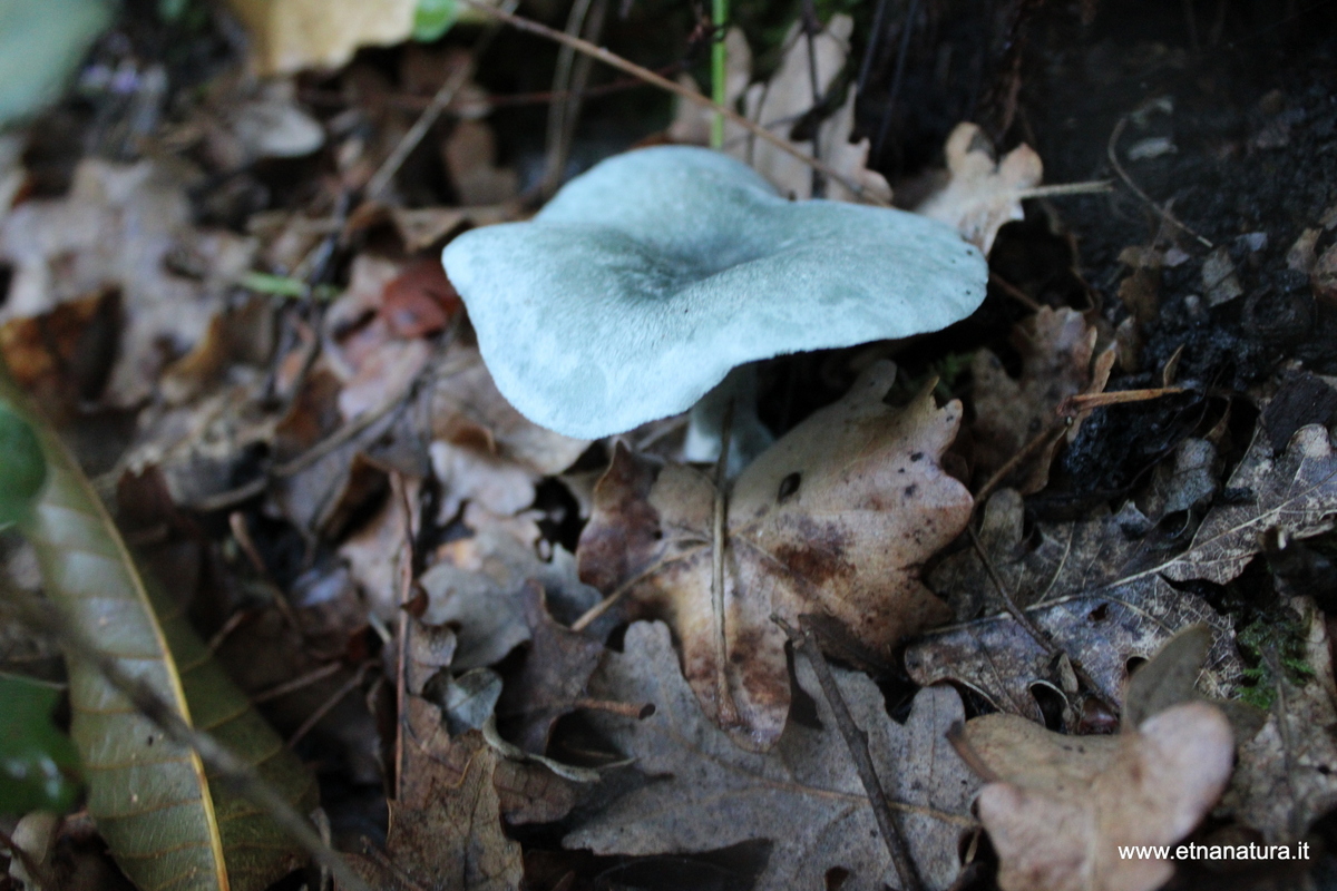 Clitocybe odora