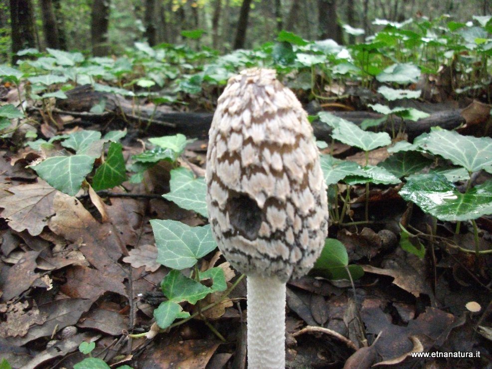 Coprinopsis picacea