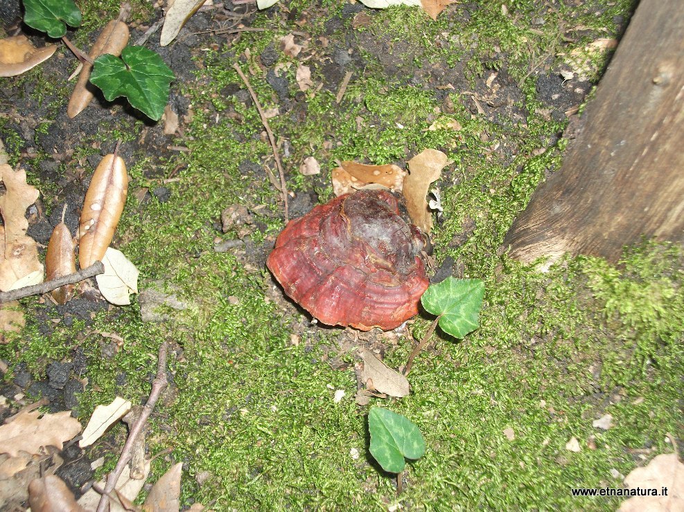 Ganoderma lucidum