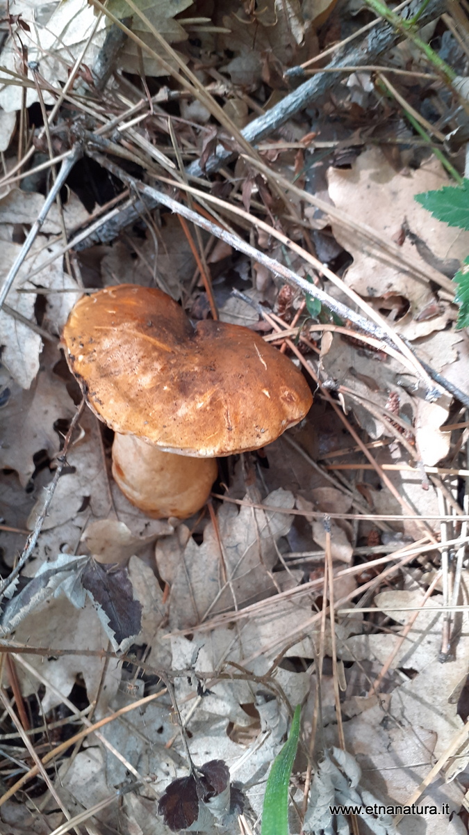 Gyroporus castaneus Gyroporus castaneus