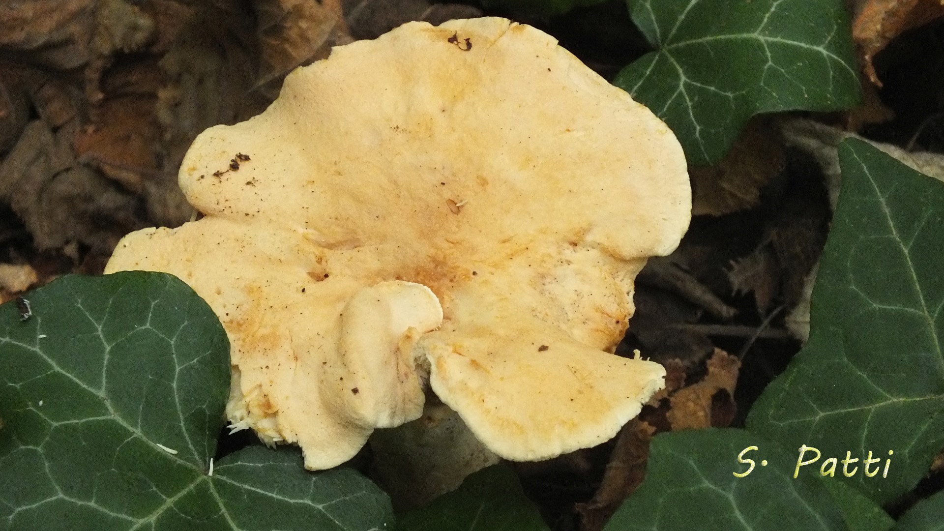 Hydnum rufescens