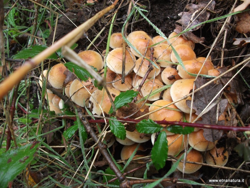 Hypholoma fasciculare