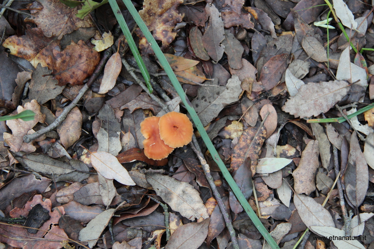 Laccaria affinis