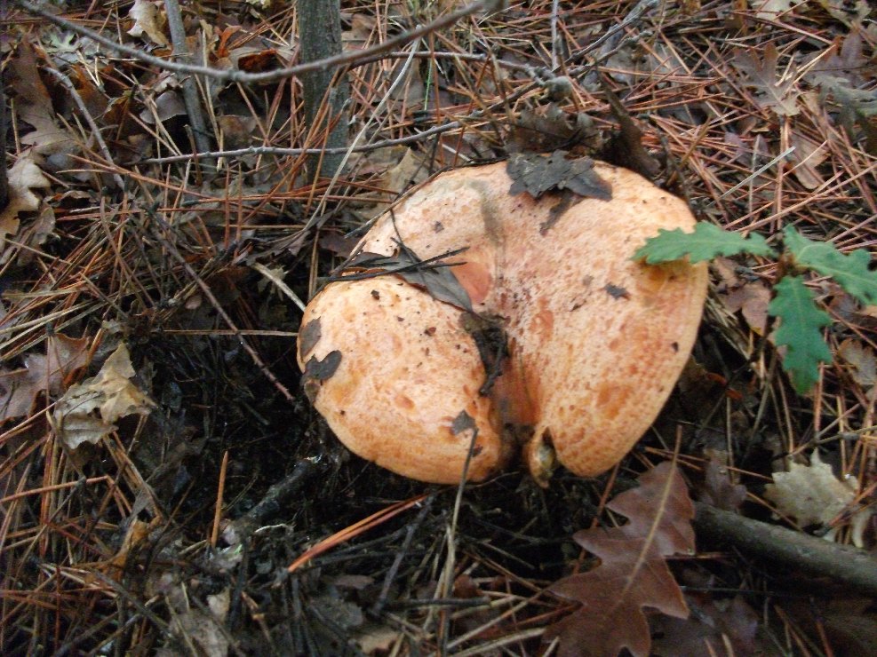 Lactarius deliciosus