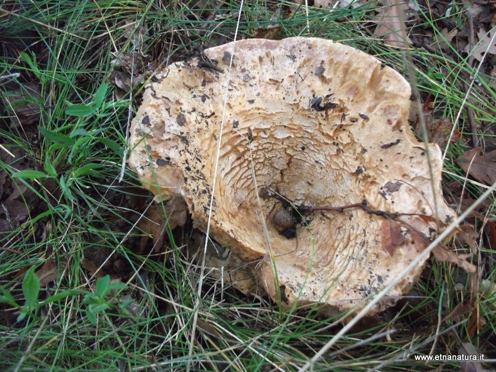 Lactarius piperaus