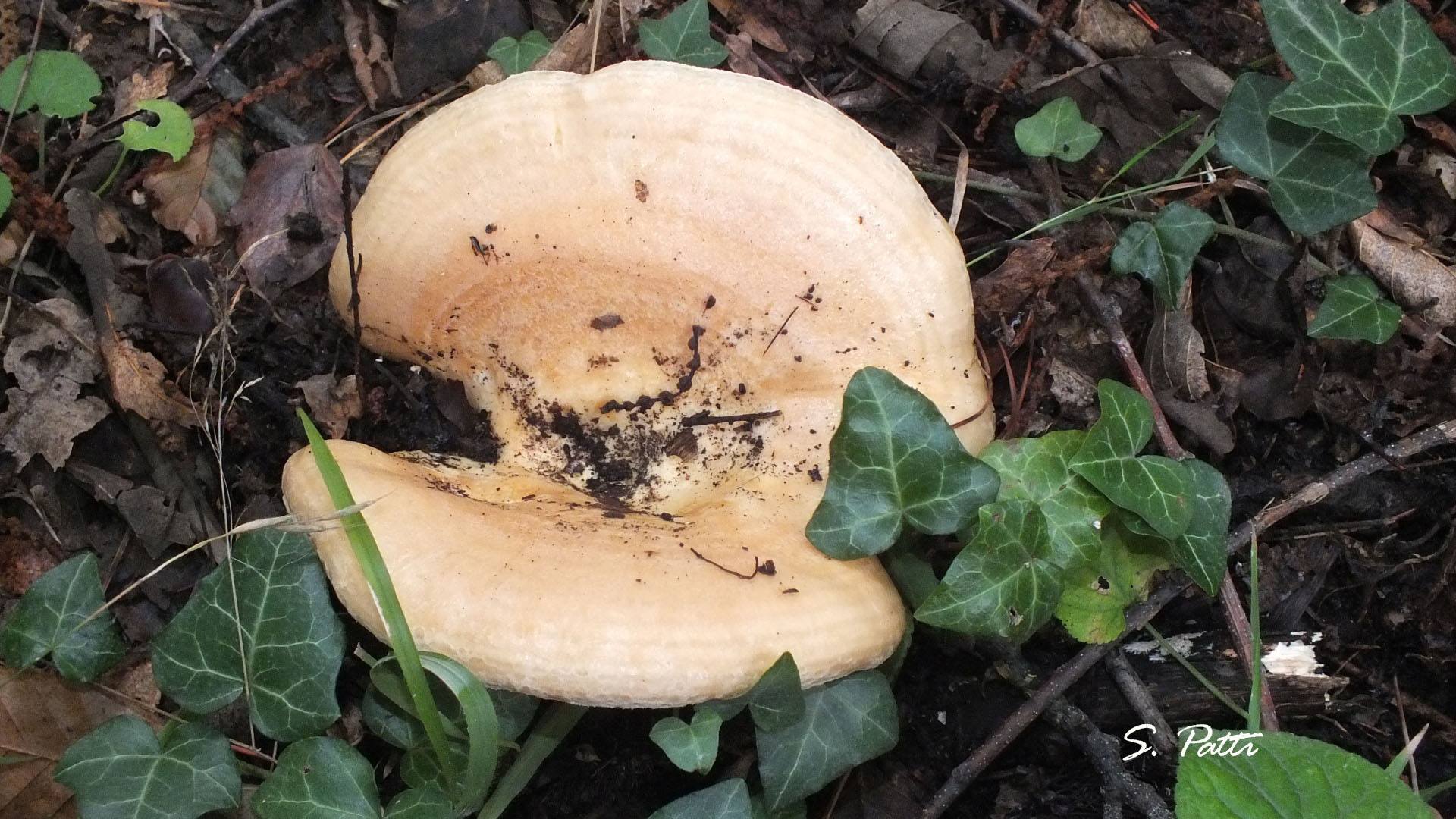 Lactarius zonarius