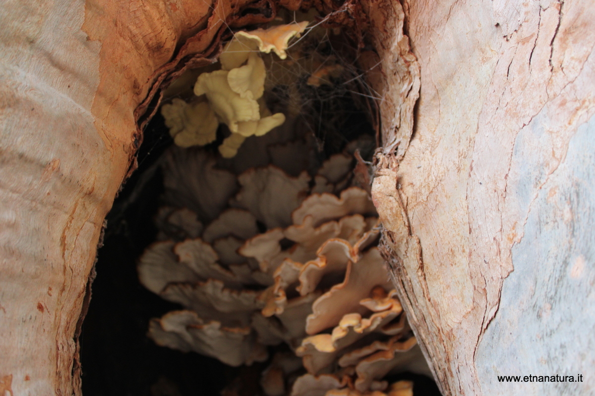 Laetiporus sulphureus Laetiporus sulphureus