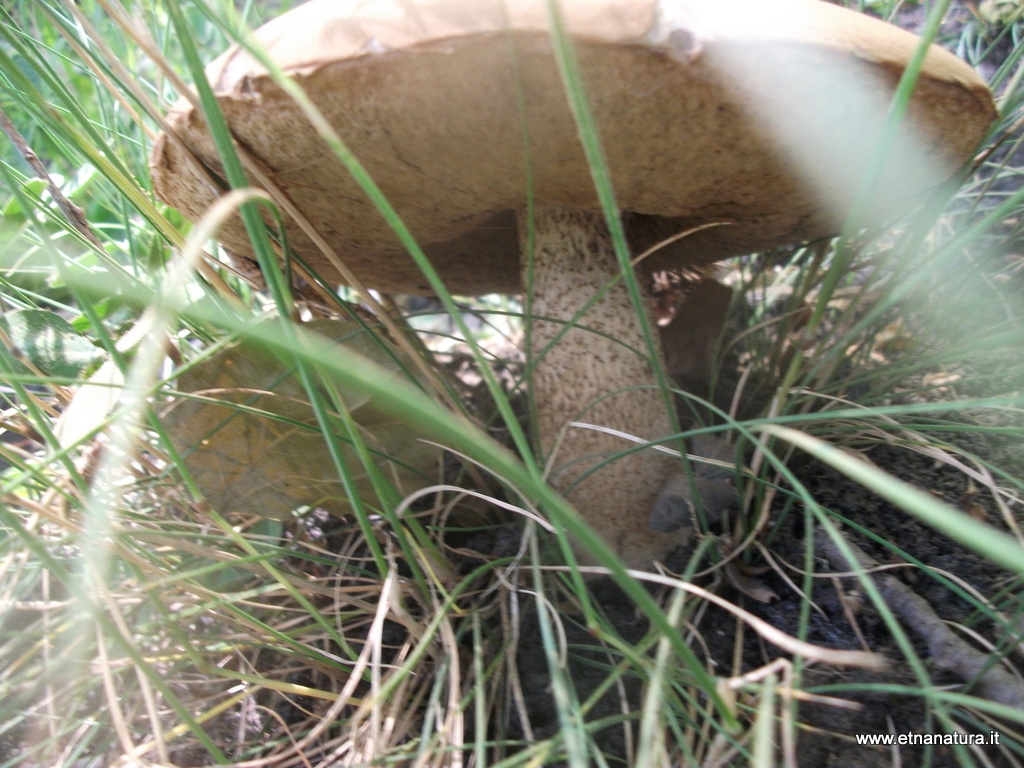 Leccinum aurantiacum