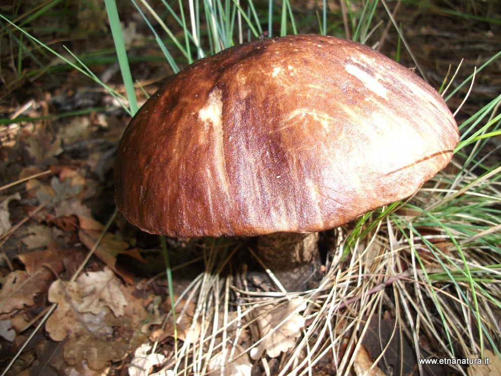 Leccinum scabrum