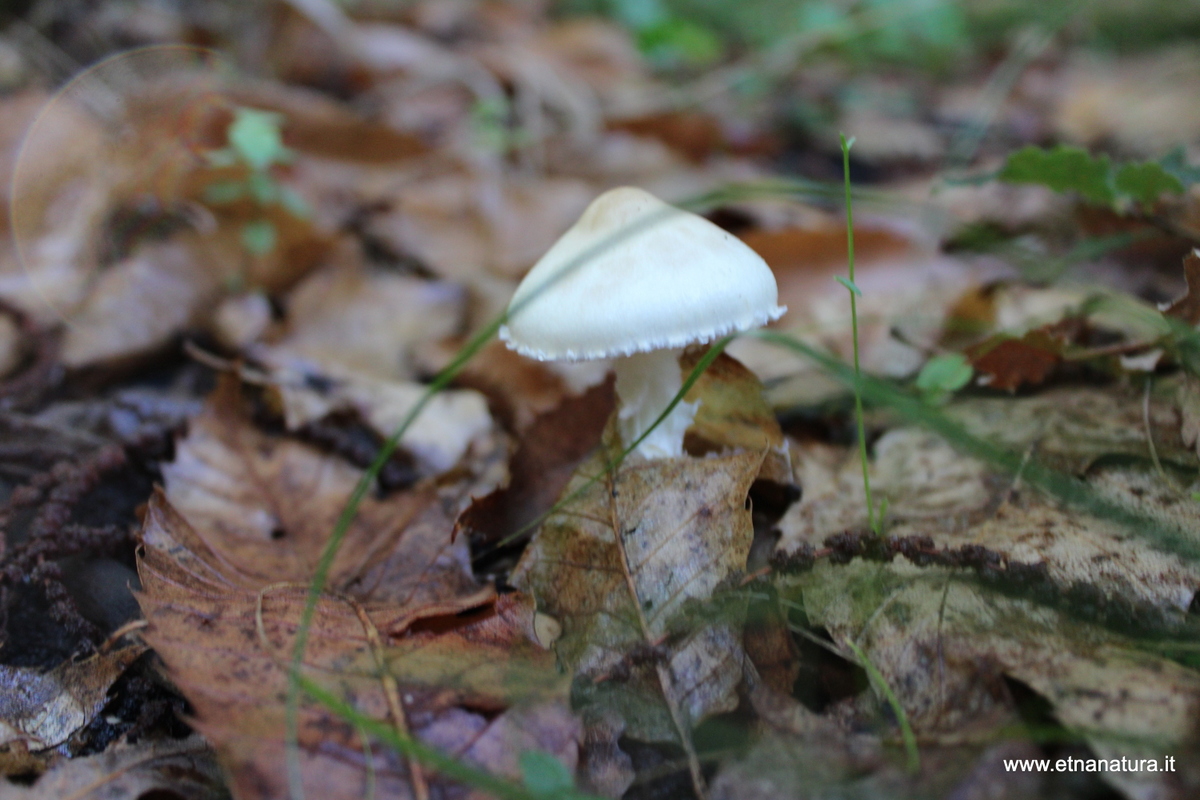 Lepiota clypeolaria