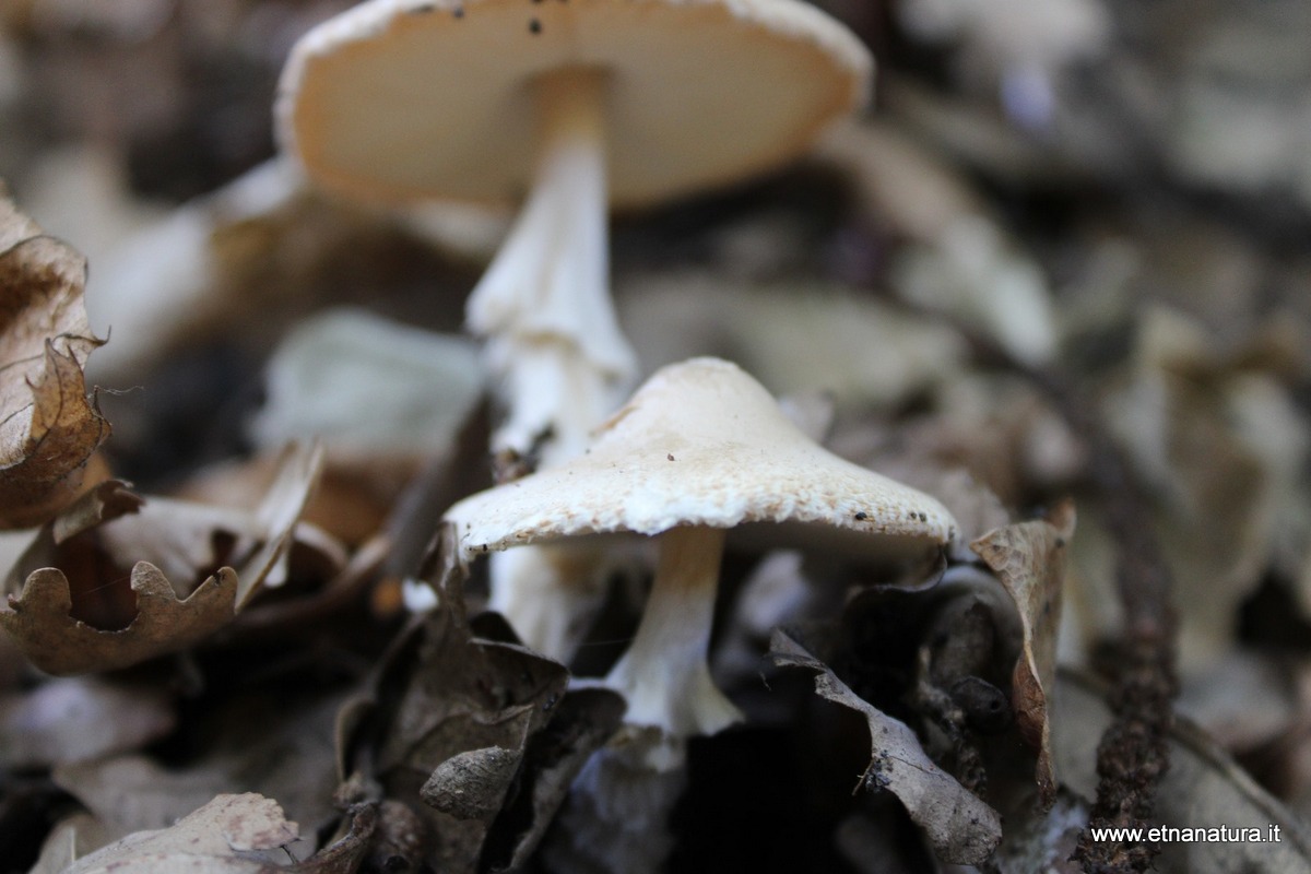 Lepiota ignivolvata