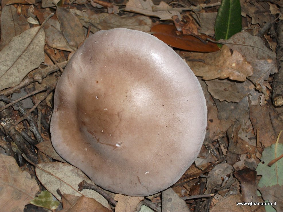 Lepista nuda