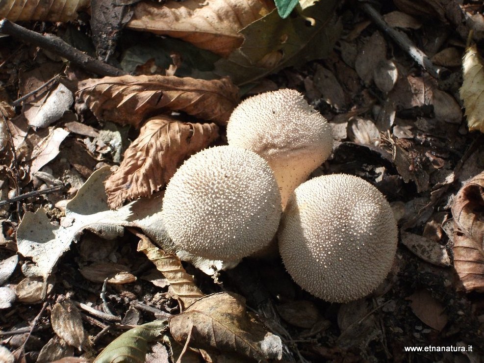 Lycoperdon perlatum Lycoperdon perlatum