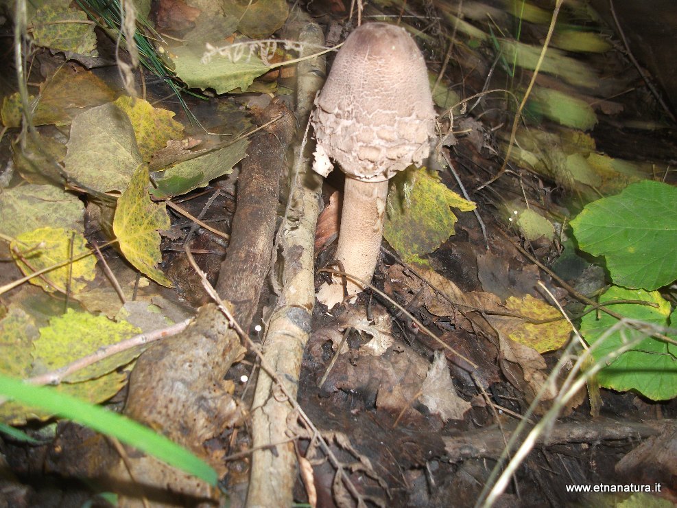 Macrolepiota mastoidea