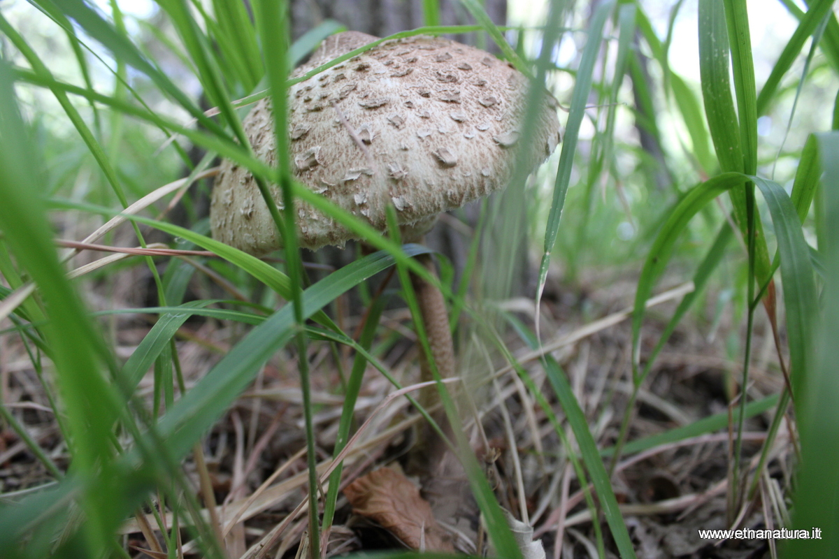 Macrolepiota procera