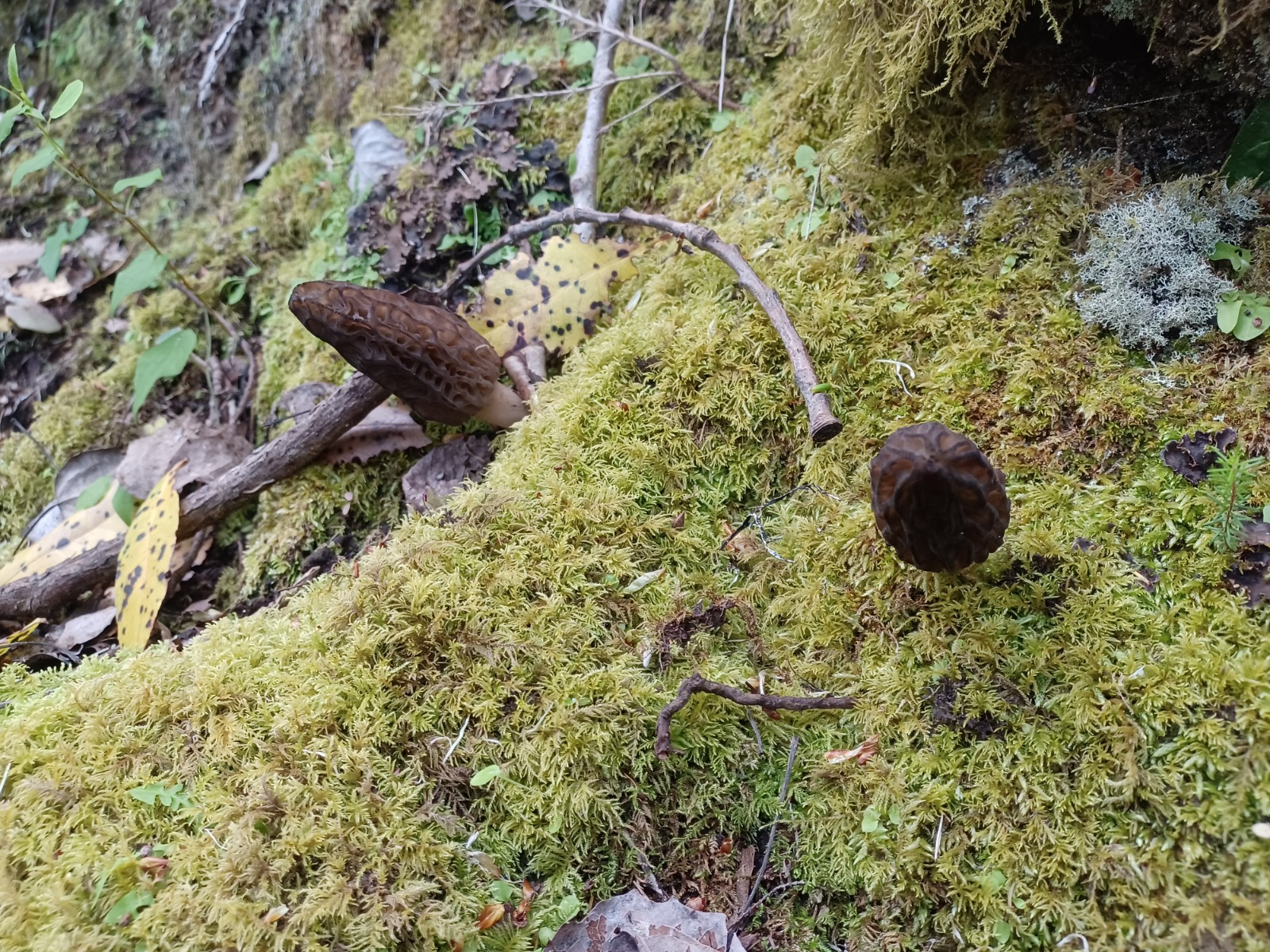 Morchella conica