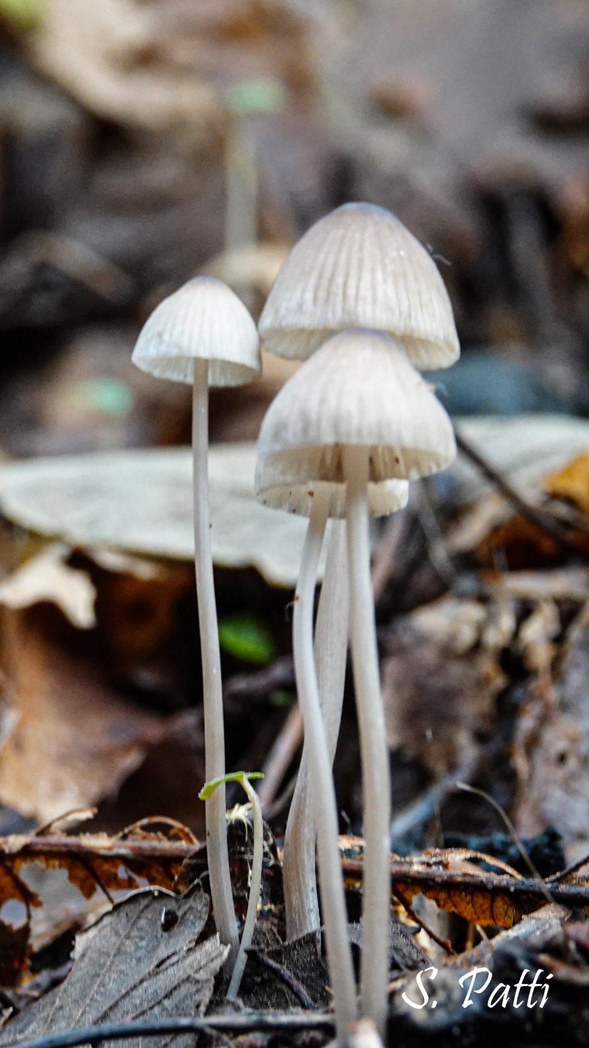 Mycena galopus