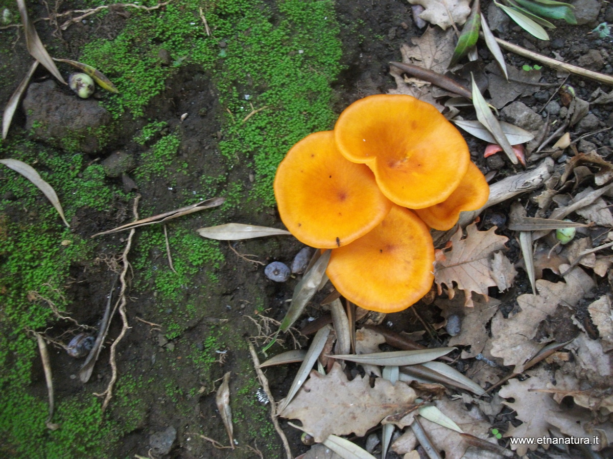 Omphalotus olearius