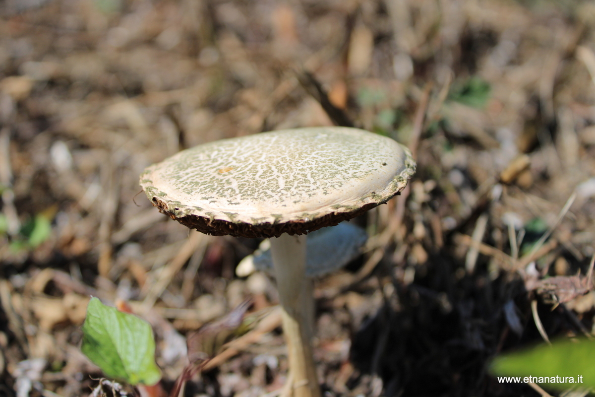 Panaeolus sphinctrinus