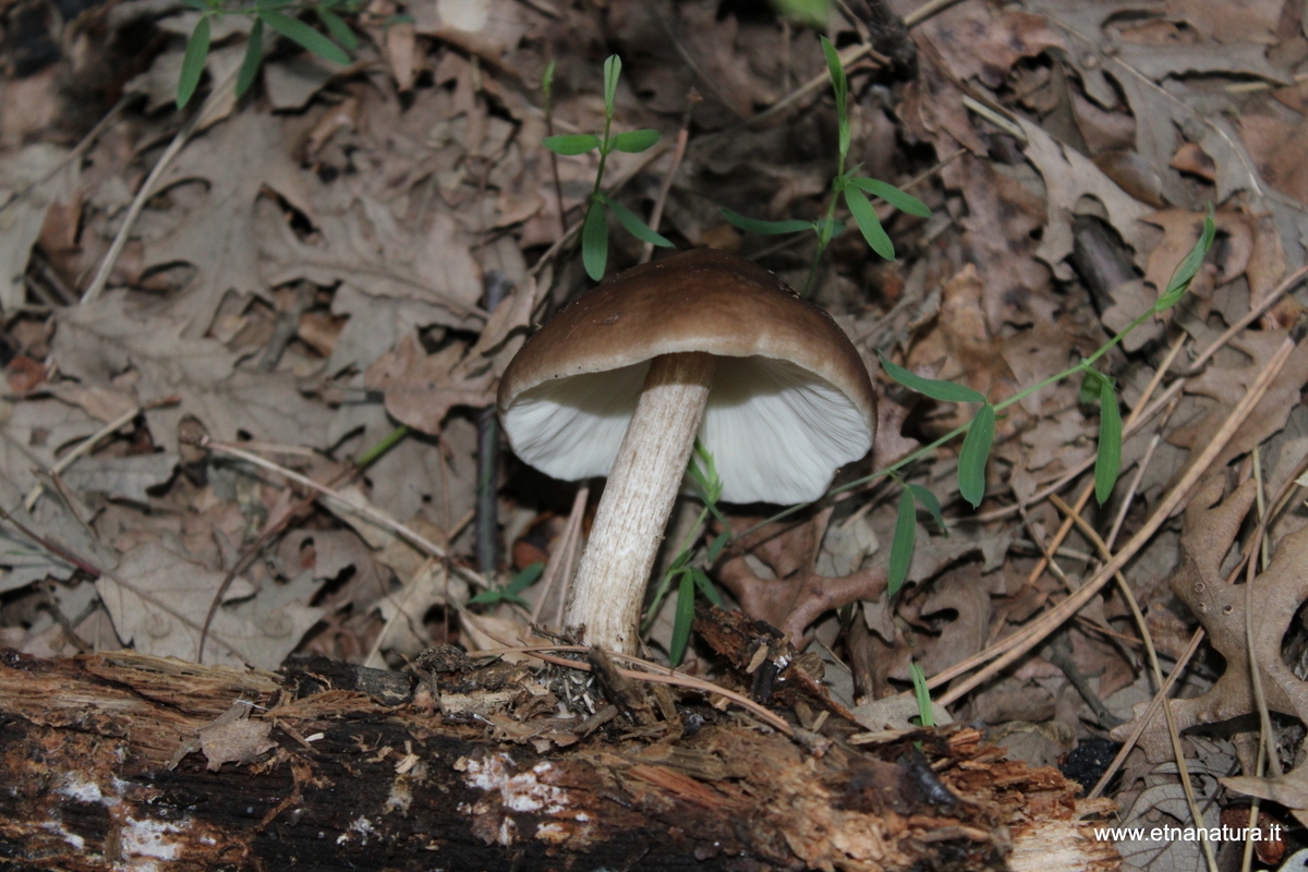 Pluteus cervinus