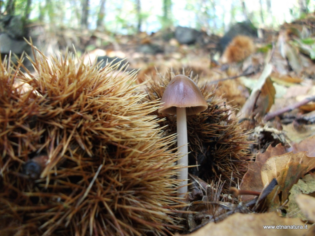 Psathyrella candolleana