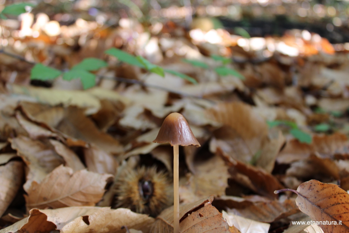 Psathyrella conopilus